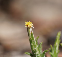 Podotheca angustifolia