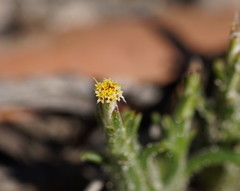 Podotheca angustifolia