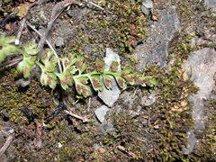 Asplenium pekinense
