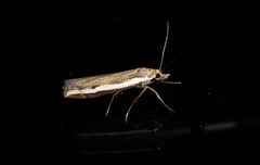 Orocrambus flexuosellus