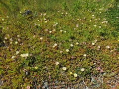 ×carpophyma mutabilis