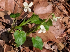 Viola striata