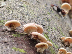 Omphalotus japonicus