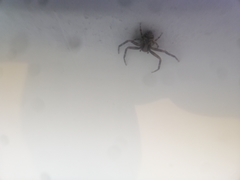 Thomisidae