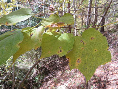 Alangium platanifolium, photograph 5