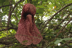 Aristolochia gigantea