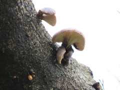 Omphalotus japonicus