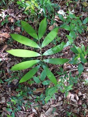 Zamia prasina