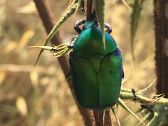 Protaetia cuprea ignicollis