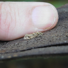 Lysiphragma epixyla