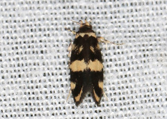 Catadoceta xanthostephana