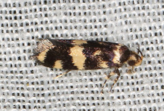 Catadoceta xanthostephana