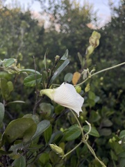 Clitoria falcata