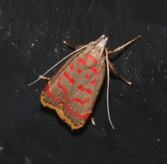 Dichomeris sandycitis