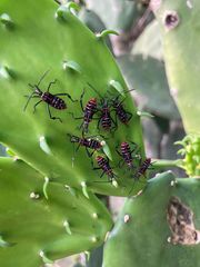 Leptoglossus lineosus