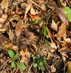 Hieracium paniculatum