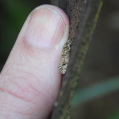 Lysiphragma epixyla