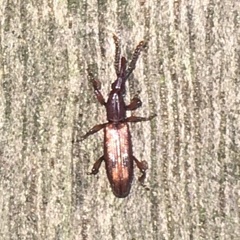 Trachelizini