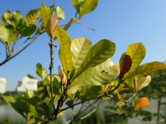 Synsepalum dulcificum