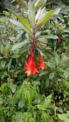 Fuchsia