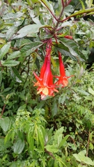 Fuchsia