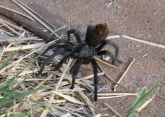 Aphonopelma madera