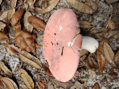 Russula hixsonii