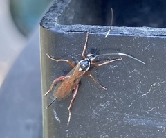 Ischnus inquisitorius