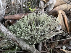 Cladonia subradiata