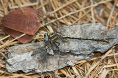 Phanogomphus oklahomensis