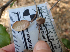 Heteroecus sanctaeclarae