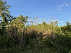 Saccharum spontaneum