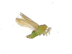 Craspedolepta euthamiae