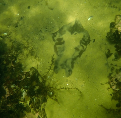 Trygonoptera imitata
