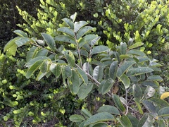 Annona glabra