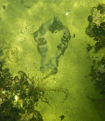 Trygonoptera imitata