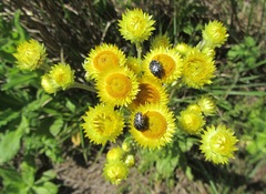 Helichrysum cooperi