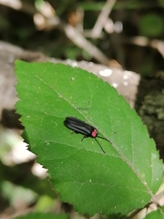 Pyractonema