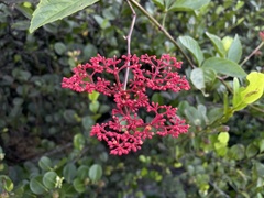 Cissus erosa