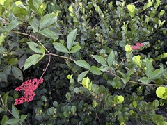 Cissus erosa