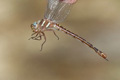 Cordulegaster maculata
