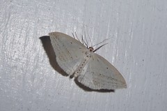 Orthoclydon praefectata