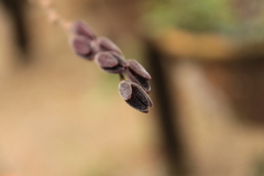 Acianthera saurocephala