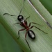 Camponotus innexus - Photo (c) Daniel Kurek, μερικά δικαιώματα διατηρούνται (CC BY-NC), uploaded by Daniel Kurek