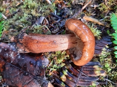 Tricholoma pessundatum