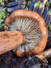 Tricholoma pessundatum