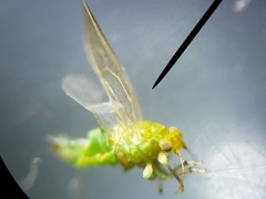 Craspedolepta euthamiae