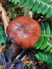 Tricholoma pessundatum