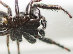 Terralonus fraternus