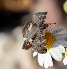 Chiomara georgina pelagica